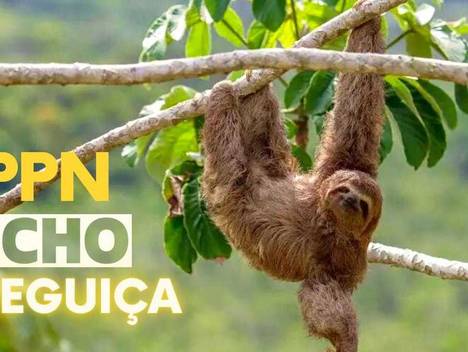 Meio Ambiente de RPPN Bicho Preguiça