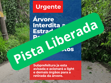 Meio Ambiente de Árvore cai sobre a Estrada do Pedregoso