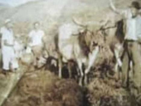 Histórias da Zona Oste de Família Peixoto