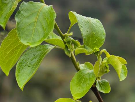 Agricultura Familiar e Agronegócios de Vale de Bonsucesso em Teresópolis RJ