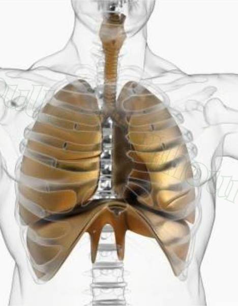 Pulmo Balance Lung Support of The Secret to Bouncing Back Faster From Physical Exertion