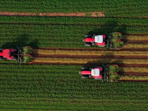 Agronegócio de Colheita do Amendoim | Safra 20-21