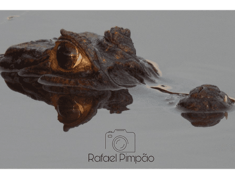 Pet (em breve) de Natureza