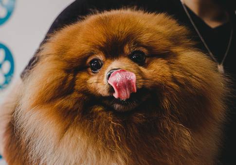 Eventos de Campanha de Vacinação VetPampa