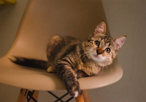 Pets de Juma | Ensaio Pet