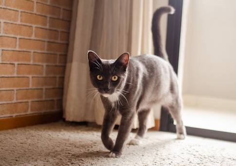 Pets de Kal-el| Ensaio Pet