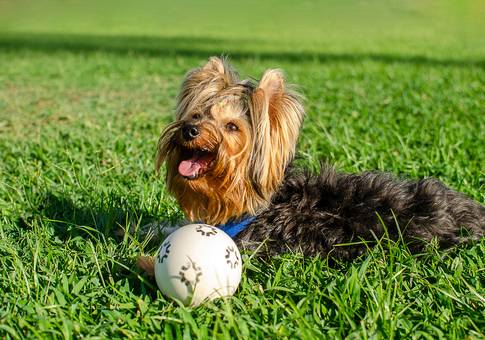 Pets de Lyon 2 anos | Ensaio Festa Pet