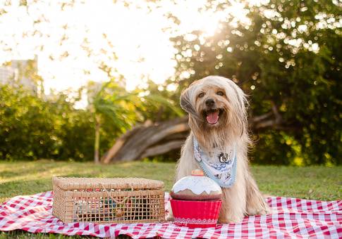 Pets de Bob Brown | Ensaio Pet