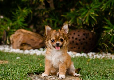 Pets de Filhotes | Cores do Vento 