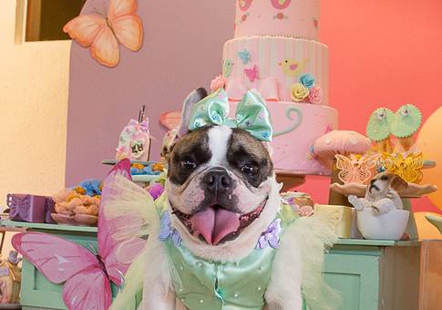 Eventos de Aurora | Aniversário Pet