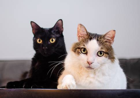 Pets de Pikachu e Cruz | Ensaio Pet 