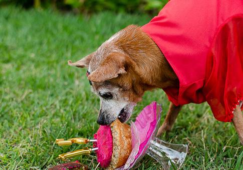 Eventos de Minie | Aniversário Pet