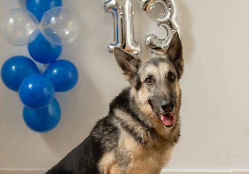 Pets de DOKI 13 anos | Ensaio Festa