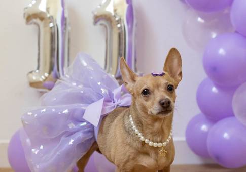 Pets de MEG 11 anos | Ensaio Festa