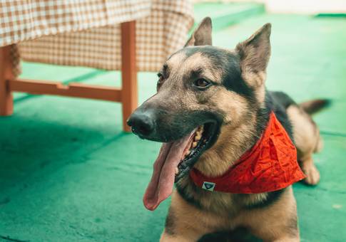 Eventos de Doki 7 anos | Aniversário Pet