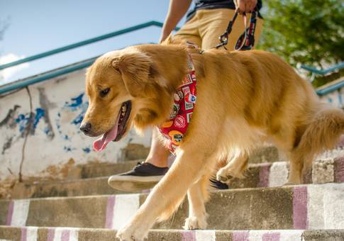 Marcas de Bandanaland - Coleção Urban