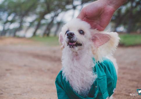 Pets de Kid | Ensaio Pet