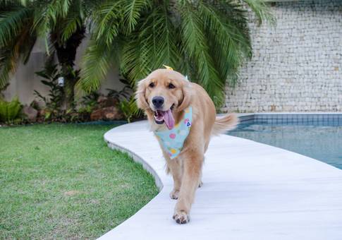 Marcas de Bandanaland - Coleção Piquenique