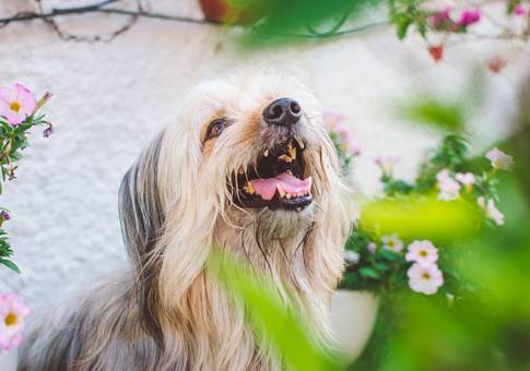 Pets de Bob Brown | Ensaio Pet