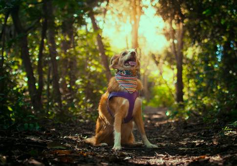 Pets de Pituxa | Ensaio Pet