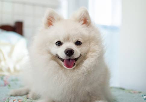 Pets de Tommy | Ensaio Pet