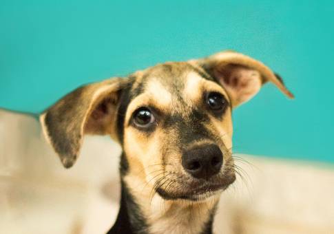 Pets de Doralice - 4 e 6 meses | Ensaio Pet