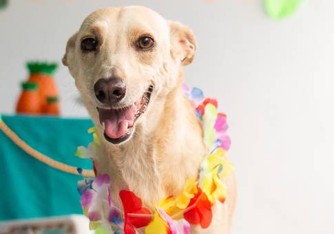 Eventos de Aloha 5 anos | Ensaio-Festa