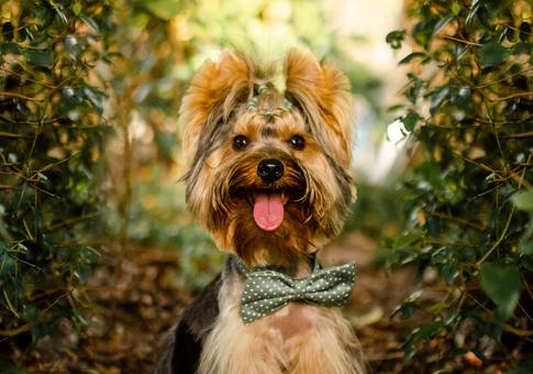 Pets de Lyon 1 ano | Ensaio Festa