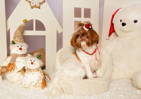 Ensaio de Natal 2023 de Natal Cacau - Pet