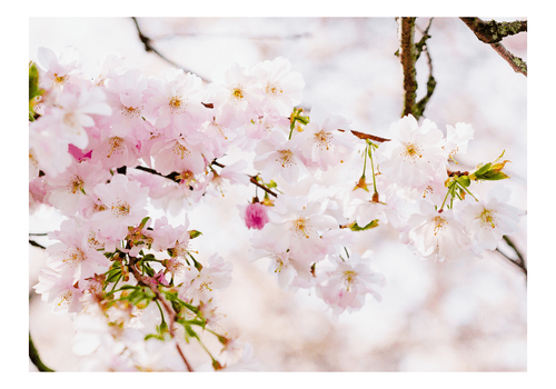 Top locations for Cherry Blossom near Amsterdam