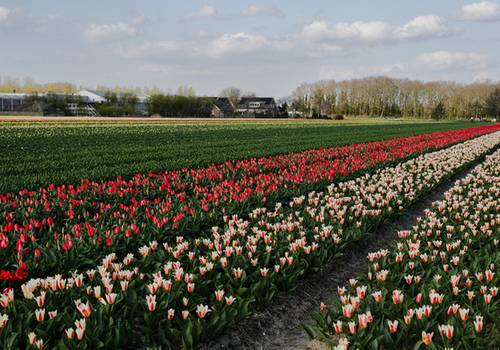 Q&A Tulip fields, tulip gardens and Keukenhof