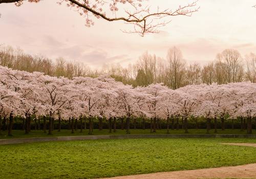 Cherry Blossom in Amsterdam