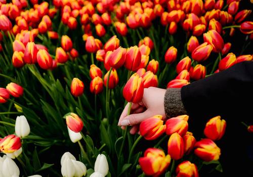 Tulip Season in The Netherlands: Should You Join National Tulip Day?