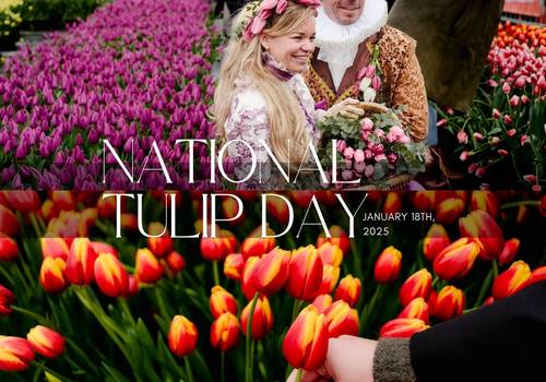 National Tulip Day 2025 in Amsterdam: A Colorful Celebration at Museumplein