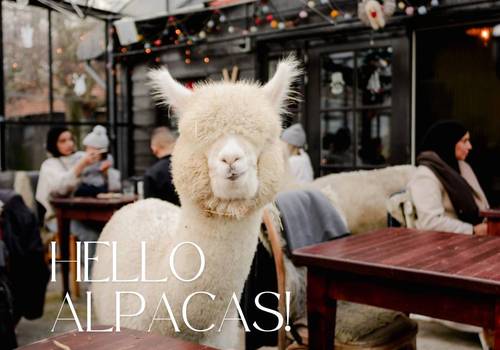 Feeding Alpacas in The Netherlands: Visit Alpaca Eco Farm