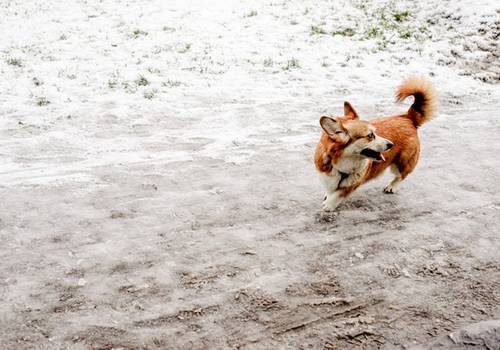 Amsterdam in the snow - Erasmuspark