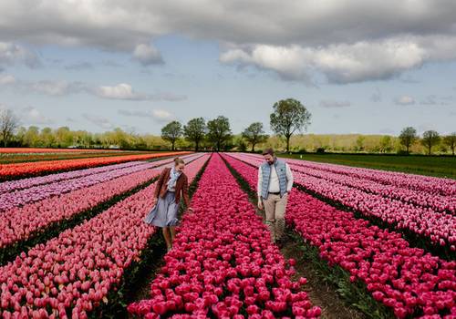 Keukenhof vs Tulip Fields: What’s the Difference?