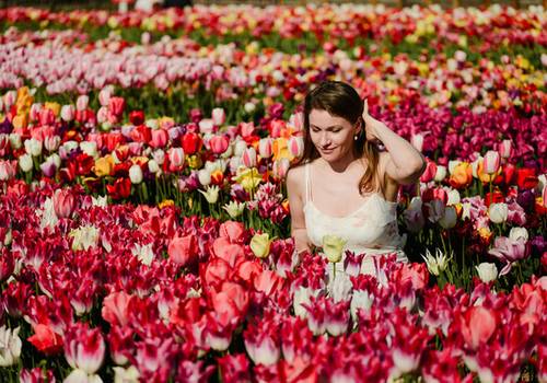 I Want Tulip Field Photos, But Not Keukenhof. Which Garden Should I Choose?