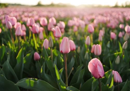Tulip Season 2026: What Is Blooming in the Netherlands Right Now