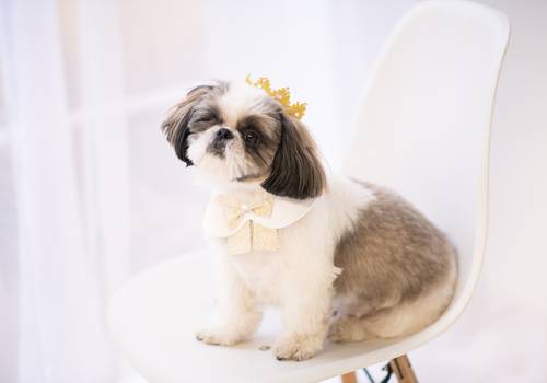 Para fotógrafos e amantes de cachorros: Como fotografar cachorros em estúdio fotográfico