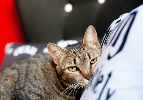 Dicas pra uma noite de ano novo mais tranquila com seu gato 