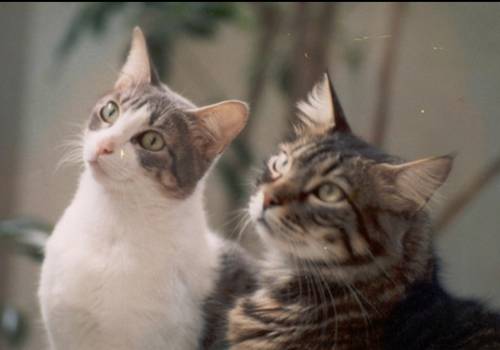 Como os gatos entraram na minha vida