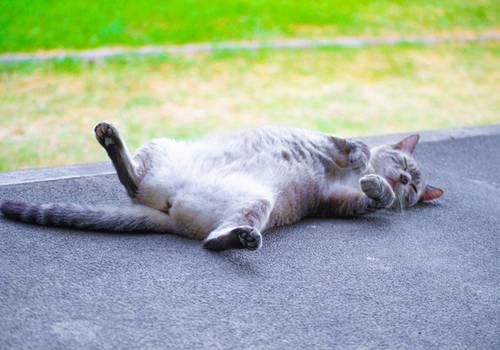 Dicas pro seu gato enfrentar o calor 