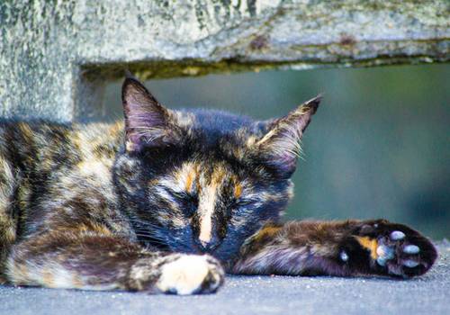 Mitos sobre a castração felina