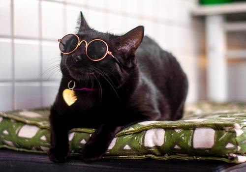 O que já aprendi com os gatos