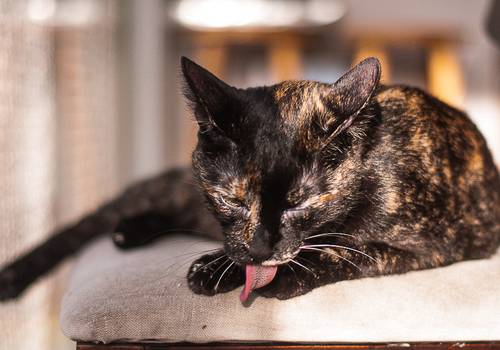 Gata escaminha