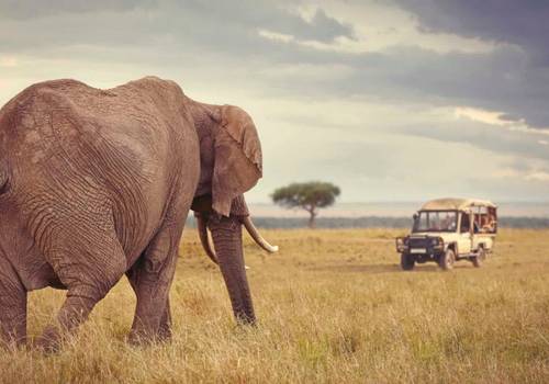 Which Countries Offer the Best African Safaris?