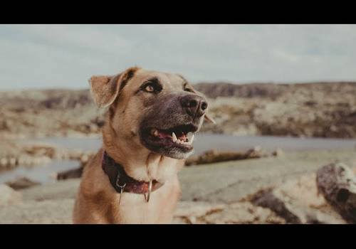 CASAMENTO de CATARINA & NELSON - Sessão Pré Casamento