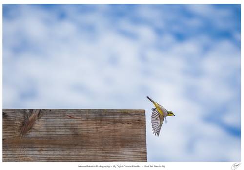 NFTs de NFT - My Digital Canvas - Fine Art Gallery