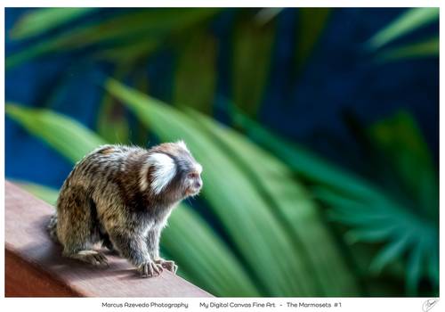 NFTs de NFT - My Digital Canvas - The Marmosets - Fine Art Gallery
